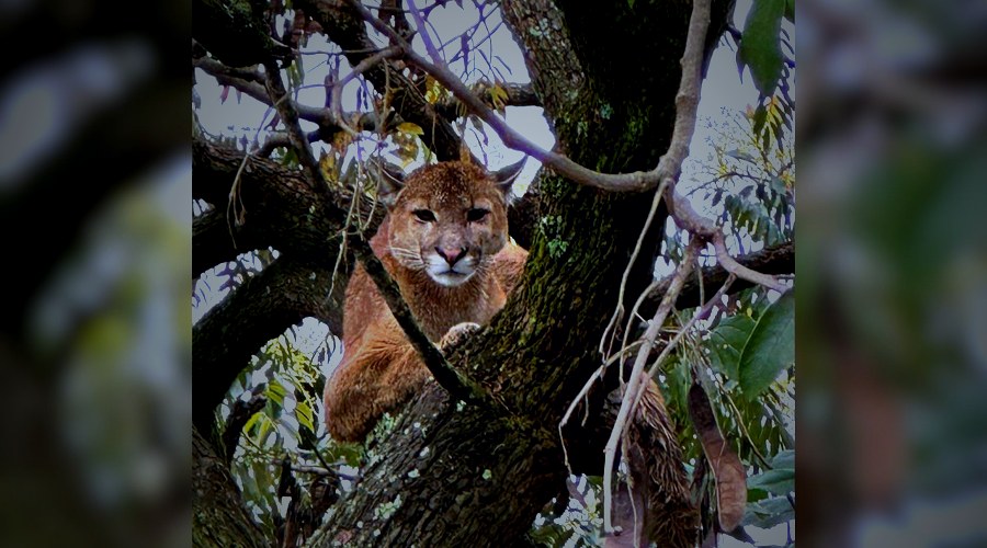 Onça encontrada em Araxá é sedada, mas foge para a mata; orientação é manter portas fechadas